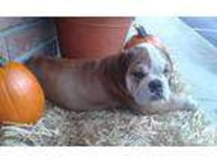 Bulldog Puppy for sale in MALVERN, OH, USA