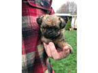 Brussels Griffon Puppy for sale in New Castle, IN, USA