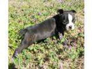Boston Terrier Puppy for sale in Rock Hill, SC, USA