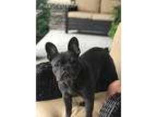 French Bulldog Puppy for sale in Forest Lake, MN, USA