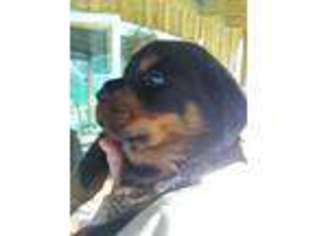 Rottweiler Puppy for sale in Marathon, NY, USA