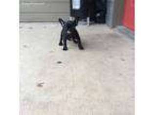 French Bulldog Puppy for sale in Universal City, TX, USA