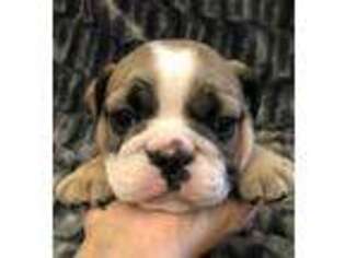 Bulldog Puppy for sale in Carthage, MO, USA