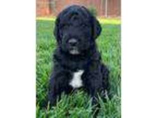 Goldendoodle Puppy for sale in Ivins, UT, USA
