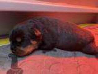 Rottweiler Puppy for sale in Salisbury, NC, USA
