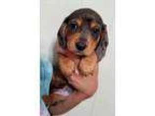 Dachshund Puppy for sale in Maud, TX, USA