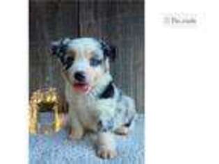 Miniature Australian Shepherd Puppy for sale in Oklahoma City, OK, USA