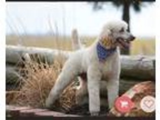 Mutt Puppy for sale in Monette, AR, USA