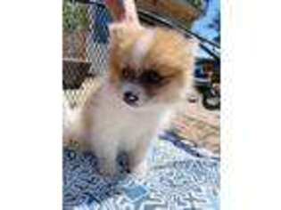 Pomeranian Puppy for sale in Kerrville, TX, USA