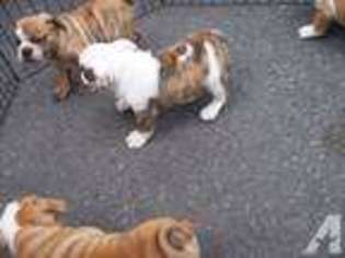 Bulldog Puppy for sale in IRVINGTON, NJ, USA
