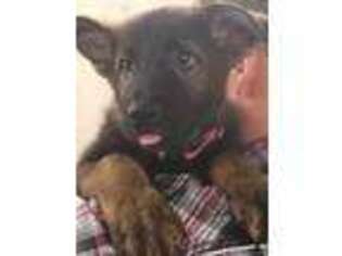 German Shepherd Dog Puppy for sale in Brodhead, WI, USA