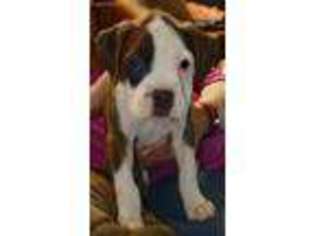 Boxer Puppy for sale in Nashville, TN, USA