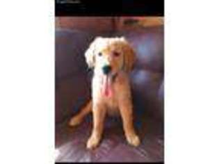 Golden Retriever Puppy for sale in Big Prairie, OH, USA
