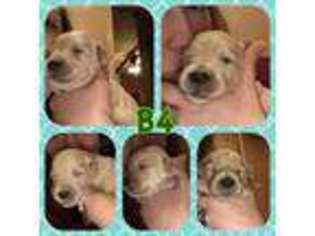 Goldendoodle Puppy for sale in Lincolnton, NC, USA