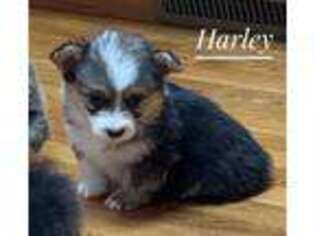 Pembroke Welsh Corgi Puppy for sale in Vernal, UT, USA