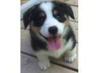 Pembroke Welsh Corgi Puppy for sale in Watkinsville, GA, USA