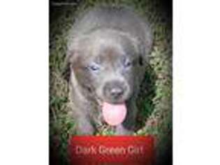 Labrador Retriever Puppy for sale in Grandview, TN, USA