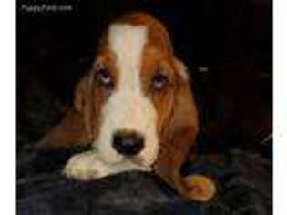 Basset Hound Puppy for sale in Warrensburg, MO, USA