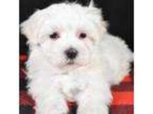 Maltese Puppy for sale in Lowell, MA, USA
