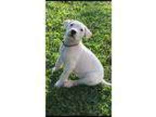 Dogo Argentino Puppy for sale in Yoakum, TX, USA