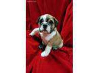 Bulldog Puppy for sale in Mebane, NC, USA