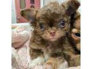 Chihuahua Puppy for sale in Norwich, CT, USA