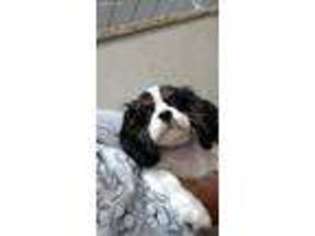 Cavalier King Charles Spaniel Puppy for sale in Lithonia, GA, USA
