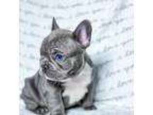 French Bulldog Puppy for sale in Freeport, FL, USA