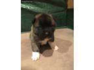 Akita Puppy for sale in Huson, MT, USA