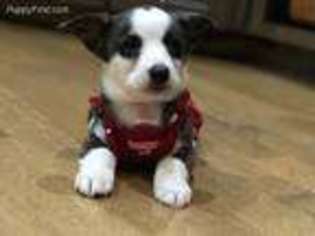 Cardigan Welsh Corgi Puppy for sale in Terrell, TX, USA