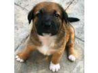 German Shepherd Dog Puppy for sale in PHILADELPHIA, PA, USA