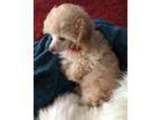 Mutt Puppy for sale in Elkin, NC, USA
