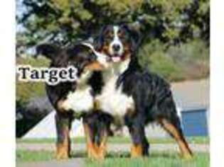 Bernese Mountain Dog Puppy for sale in Wellman, IA, USA