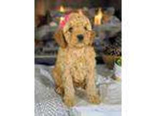 Goldendoodle Puppy for sale in Atlanta, GA, USA