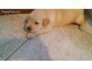 Golden Retriever Puppy for sale in Payson, UT, USA