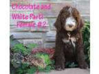 Labradoodle Puppy for sale in Denison, IA, USA