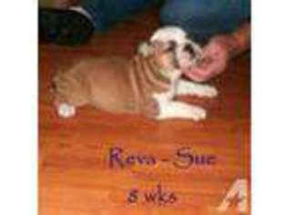 Bulldog Puppy for sale in LONDON, KY, USA