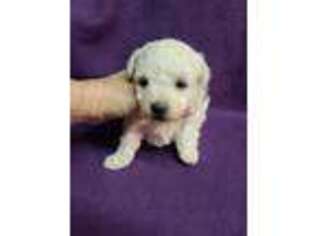 Mutt Puppy for sale in Spraggs, PA, USA