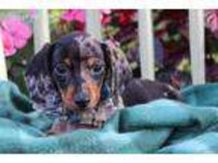 Dachshund Puppy for sale in Eden Valley, MN, USA