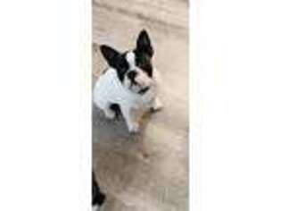 French Bulldog Puppy for sale in Pompton Lakes, NJ, USA