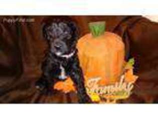 Labradoodle Puppy for sale in Osceola Mills, PA, USA