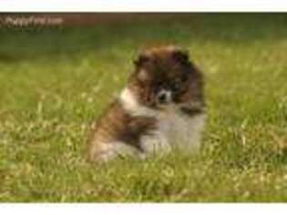 Pomeranian Puppy for sale in Tower City, PA, USA