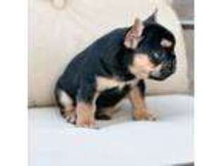 French Bulldog Puppy for sale in Spencer, IN, USA