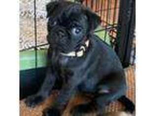 Pug Puppy for sale in Peabody, MA, USA