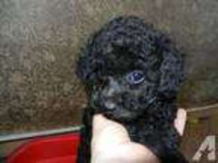 Mutt Puppy for sale in YUCCA VALLEY, CA, USA