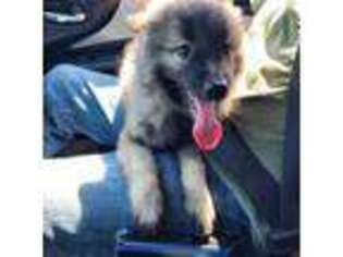 Keeshond Puppy for sale in Georgetown, TX, USA
