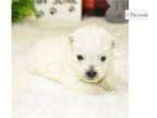 West Highland White Terrier Puppy for sale in Springfield, MO, USA