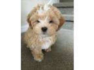 Shih-Poo Puppy for sale in Sanford, FL, USA