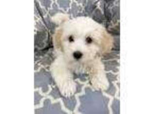 Mutt Puppy for sale in Spencer, NC, USA