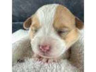 Pembroke Welsh Corgi Puppy for sale in Magnolia, OH, USA